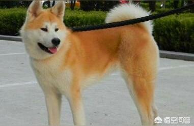 日本秋田犬价格,怎样区分柯基犬和日本秋田犬