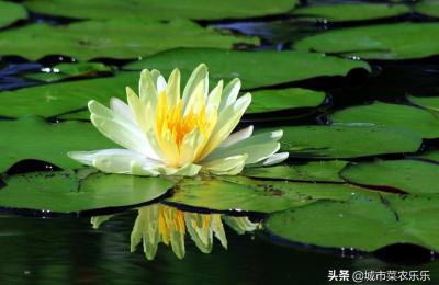 莲花荷花的区别,白色莲花和白色荷花有什么区别