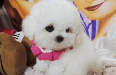 杯子狗多少钱一只,茶杯犬多少钱一只茶杯犬价格