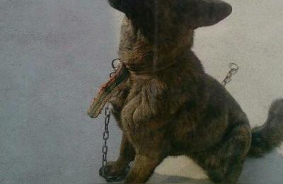 虎斑犬多少钱一只,虎斑犬尾巴向左好还是右好