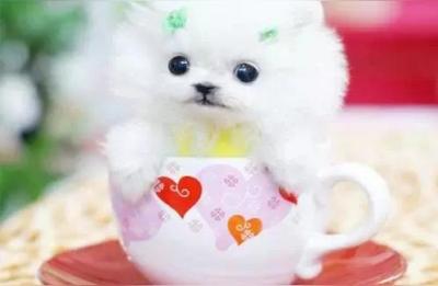 茶杯犬一只多少钱,茶杯狗多少钱一只