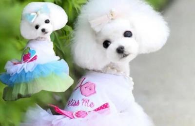 沙皮狗多少钱一只,沙皮中国犬多少钱一只