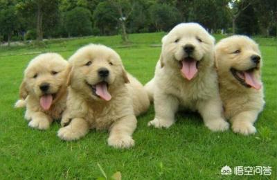 金毛犬多少钱一只幼崽,闲鱼上金毛幼犬300一只靠谱吗