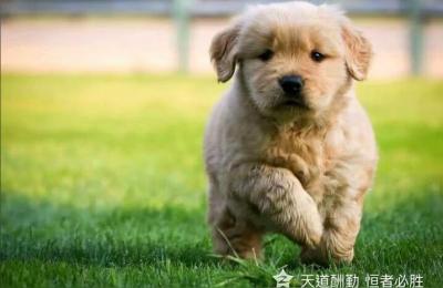 金毛最便宜的钱一只,一分钱一分货