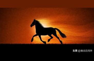 小马驹多少钱一匹,一只马多少钱