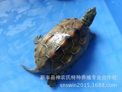 中华草龟价格,中华草龟有几种色买哪种好