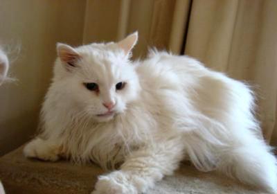 猫咪多少天生产,猫咪多长时间生一次
