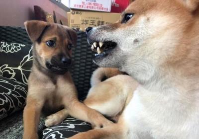 黑柴犬多少钱一只养殖柴狗赚钱吗,注意这10点