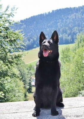 东欧牧羊犬,得道多助失道寡助为何对美国行不通呢