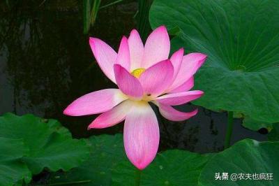 入伏是哪天,什么时间开始数伏天