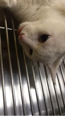 母猫绝育手术费用,公猫绝育一次多少钱