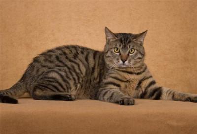 猫的外形特点描写,为什么把猫写得栩栩如生两个角度