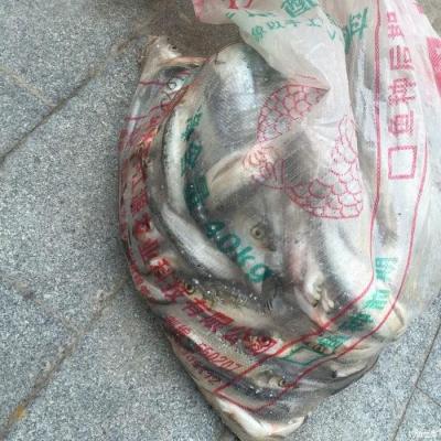 钓鲶鱼用什么饵料最好,胡子鲶