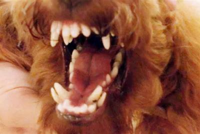 狗狗双排牙怎么办,我家的泰迪犬为什么有双层牙