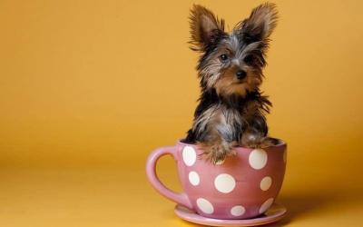 一只茶杯犬的价格,博美犬多少钱一只白色