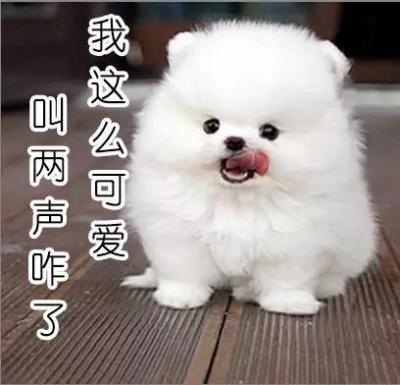 为什么不养公博美,十个月大的公博美突然随地小便
