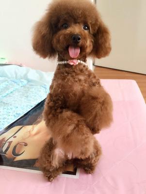 狗狗多久来一次月经,法斗第一次来生理期要多久