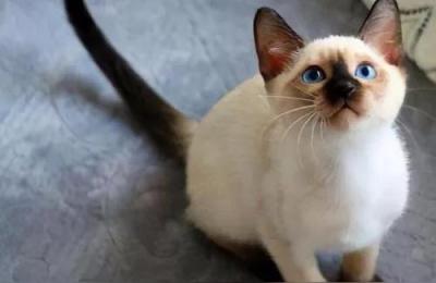 猫最多能活多少年,猫丢了很远会回来吗