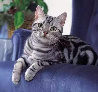 两个月的猫吃什么,2个月的幼猫可以吃蛋黄吗
