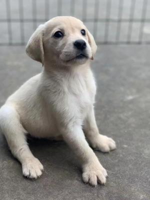 拉布拉多幼犬价格多少钱一只,拉布拉多幼犬价格多少钱一只