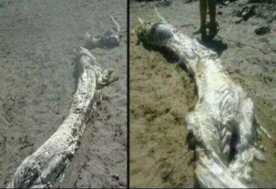 辽宁坠龙事件,你觉得龙这种动物真的存在吗