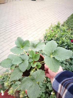 绿色有哪几种绿,在没有绿水种的情况下能在鱼缸中培育绿水吗