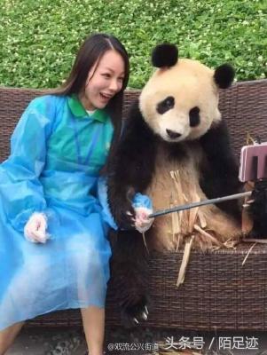 大熊猫智商,人类和熊猫算是同宗同源吗