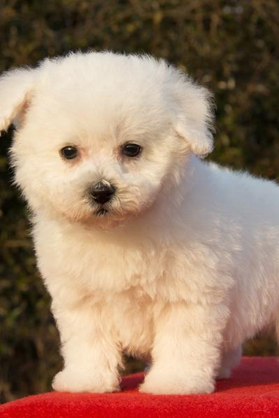 比熊犬的价格,比熊犬价格一般多少钱啊