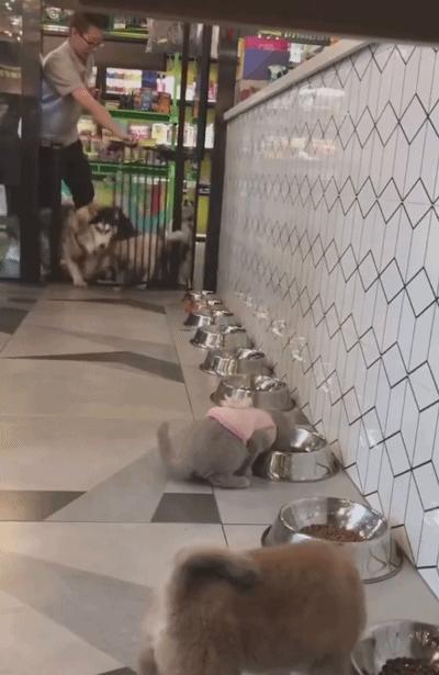 哈士奇吃什么食物,哈士奇的战斗力怎么样
