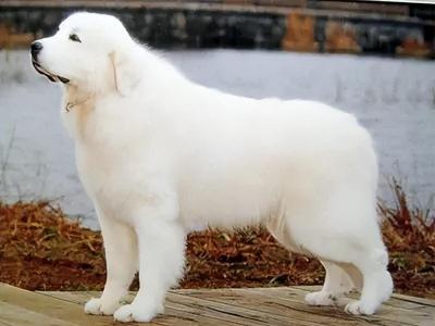 萨摩耶价格,什么幼犬价格最便宜