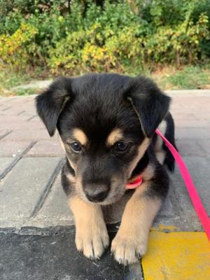 中华田园犬图片,腿短的中华田园犬能长多大