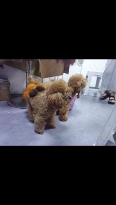 金华宠物店团购群电话多少,惠州哪家宠物医院用品卖的相对合理的