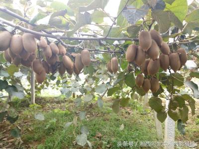 猕猴桃生意好还是无货源好,农村的酥梨销路怎样打开