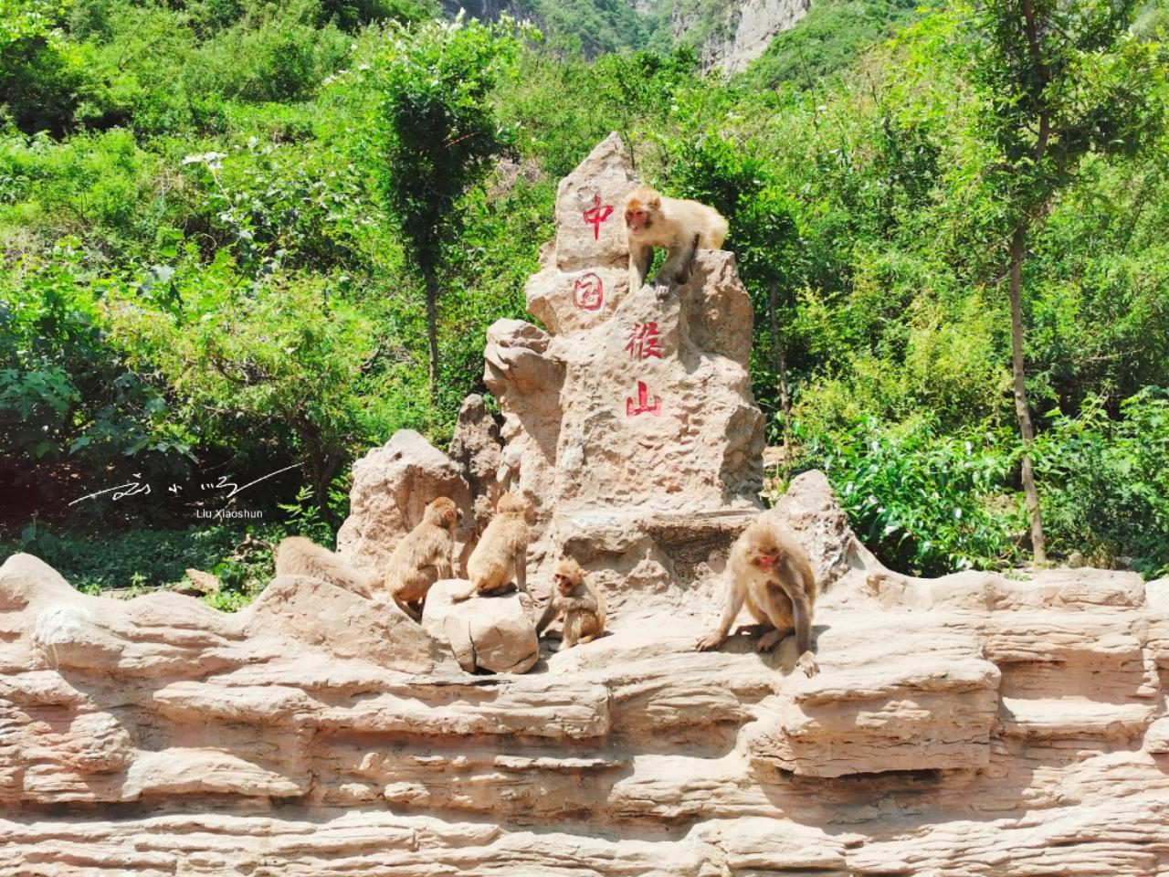 猴山风景区,深圳西丽野生动物园最便宜的门票是多少