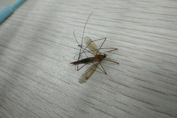 蚊子不爱咬的人是什么颜色的,蚊子不爱咬的人有哪些特点