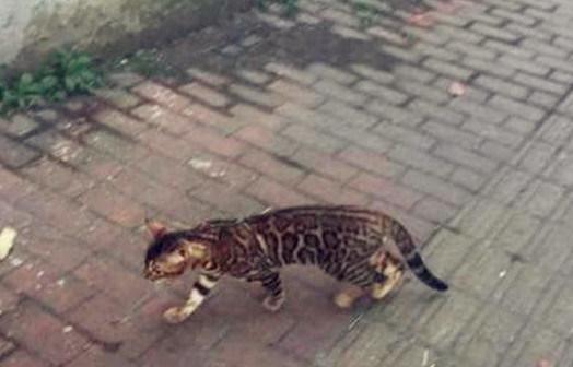 为什么有土猫养不熟的说法,布偶猫是哪个国家的
