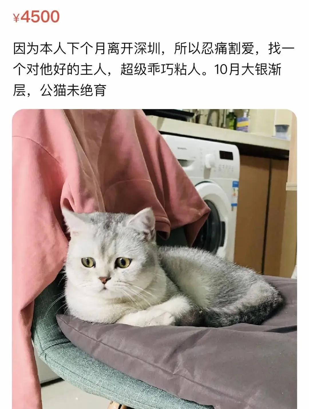 闲鱼搜索最高的是什么,闲鱼如何查找附近货源